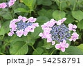 むらさきのきれいな紫陽花 54258791