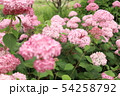 ピンクの紫陽花　ピンクアナベル 54258792