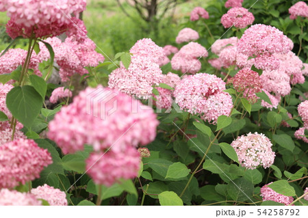 ピンクの紫陽花 ピンクアナベルの写真素材