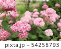 ピンクの紫陽花　ピンクアナベル 54258793
