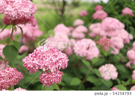 ピンクの紫陽花 ピンクアナベルの写真素材