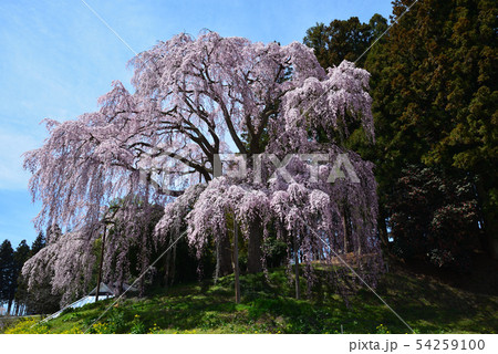 合戦場のしだれ桜を見に行きました #35 合戦場のしだれ桜を見に行きました #35 54259100