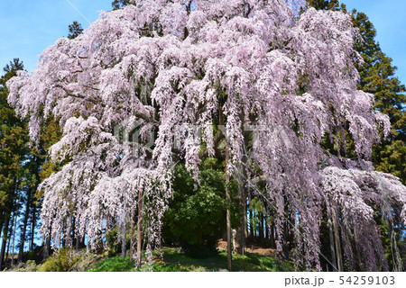 合戦場のしだれ桜を見に行きました #32 合戦場のしだれ桜を見に行きました #32 54259103