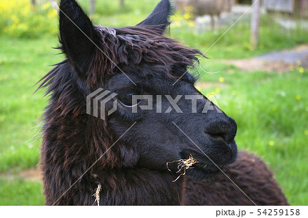 black alpaca llama head closeup wool agriculture black alpaca llama head closeup wool agriculture 54259158