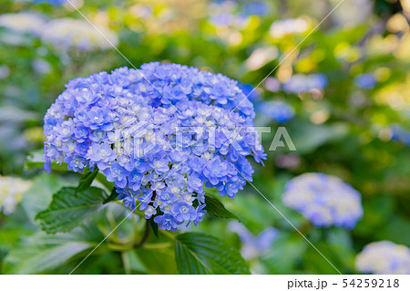 神奈川県鎌倉市　明月院のアジサイ　明月ブルー 54259218