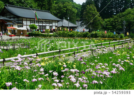 大安禅寺 菖蒲園 大安禅寺 菖蒲園 54259393