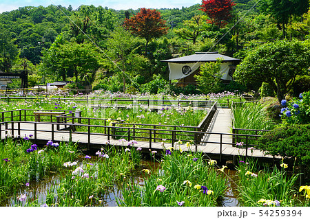 大安禅寺 菖蒲園 大安禅寺 菖蒲園 54259394