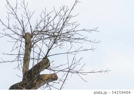 Top tree of dry wood with blue sky. 54259404
