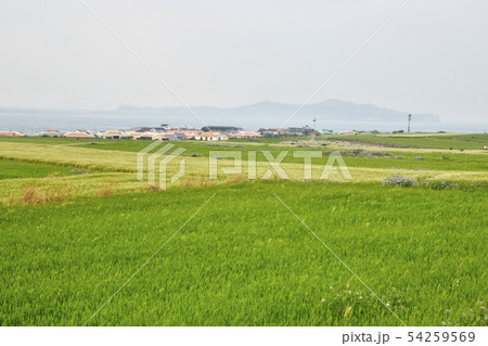 済州島 韓国 風景 54259569