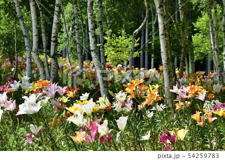 ハンターマウンテンゆりパーク 54259783