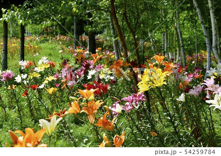 ハンターマウンテンゆりパーク 54259784