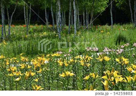 ハンターマウンテンゆりパーク 54259803