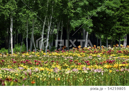 ハンターマウンテンゆりパーク 54259805