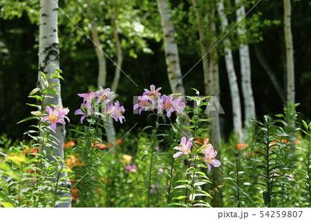 ハンターマウンテンゆりパーク 54259807