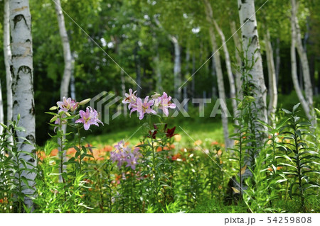 ハンターマウンテンゆりパーク ハンターマウンテンゆりパーク 54259808