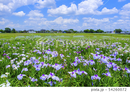 花しょうぶと田んぼ 54260072