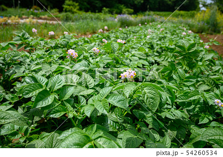 ジャガイモの花のイメージ	 54260534