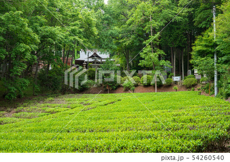 日本の茶畑のある風景 日本の茶畑のある風景 54260540
