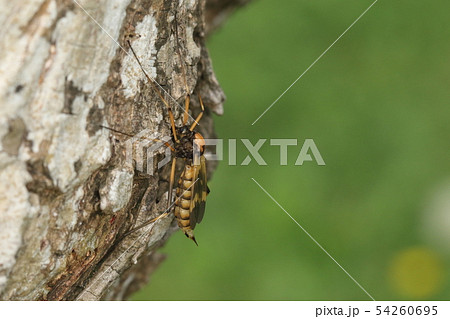 生き物 昆虫 ホリカワクシヒゲガガンボ、メスです。毛嫌いする人も多いようですが美しい・・・かな? 生き物 昆虫 ホリカワクシヒゲガガンボ、メスです。毛嫌いする人も多いようですが美しい・・・かな? 54260695