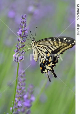 揚羽蝶とラベンダー 揚羽蝶とラベンダー 54260839