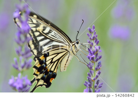 揚羽蝶とラベンダー 54260842