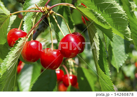 さくらんぼ 54260878