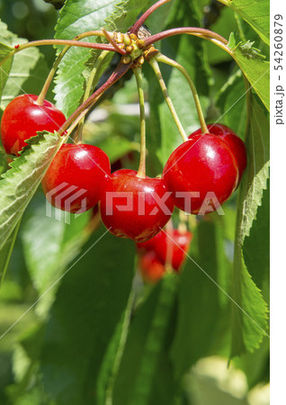 さくらんぼ さくらんぼ 54260879