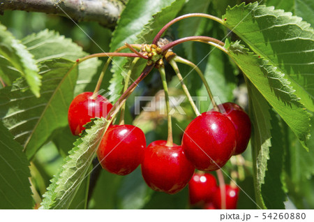 さくらんぼ さくらんぼ 54260880
