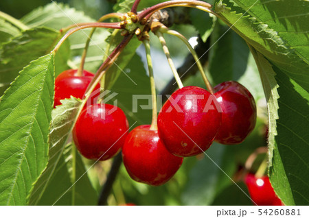 さくらんぼ 54260881