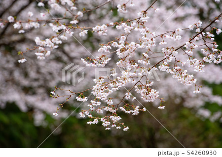 マメザクラのイメージ	 54260930