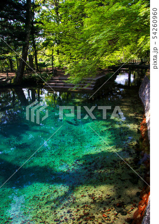 別府弁天池 54260960