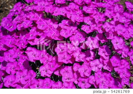 美しい濃いピンクのナデシコ 54261769