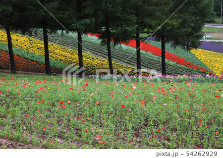 中富良野の花畑 中富良野の花畑 54262929