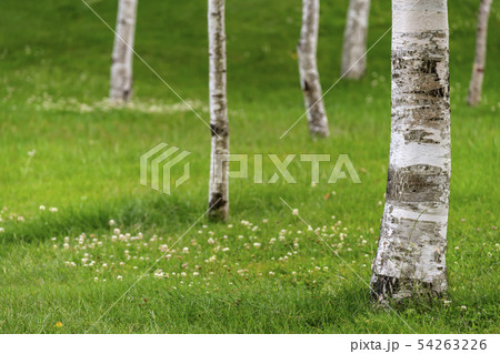 グリーンパークG11 グリーンパークG11 54263226