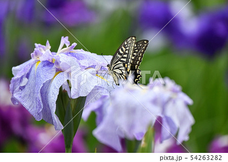 アゲハ蝶と花菖蒲 アゲハ蝶と花菖蒲 54263282