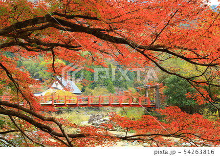 秋の香嵐渓　もみじまつり 54263816