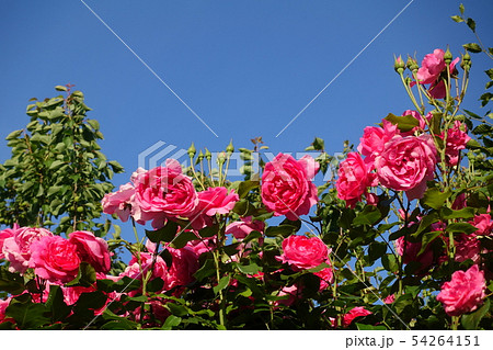 pink rose flower in full bloom zoomed in. petals of rose