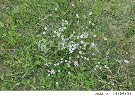 ニワゼキショウ ニワゼキショウ 54264353