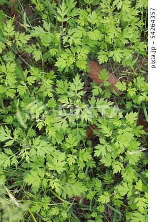 よもぎ 54264357