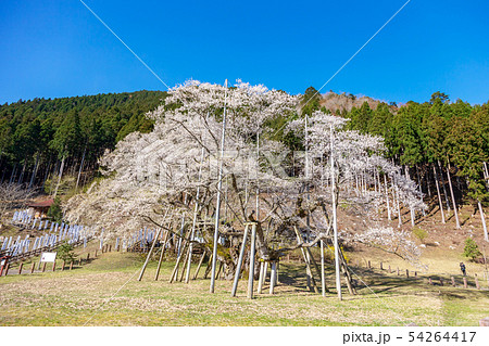 根尾淡墨桜 (4月　春　桜) 54264417