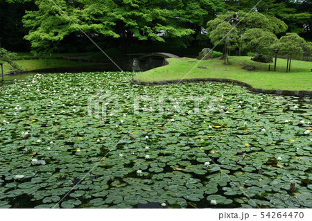 庭園の睡蓮 庭園の睡蓮 54264470