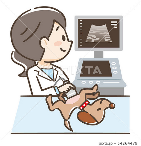 超音波検査 動物病院 犬のイラスト素材