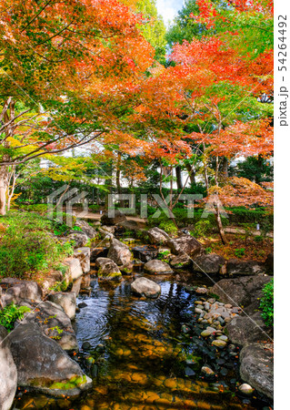 大田黒公園・紅葉 大田黒公園・紅葉 54264492