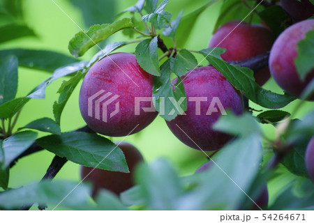 スモモ スモモ 54264671