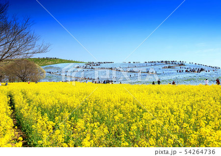 海浜公園ネモフィラ 54264736