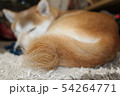 ふさふさしっぽ 54264771