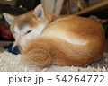 しっぽ 54264772