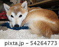 シニア犬の仲間入り 54264773