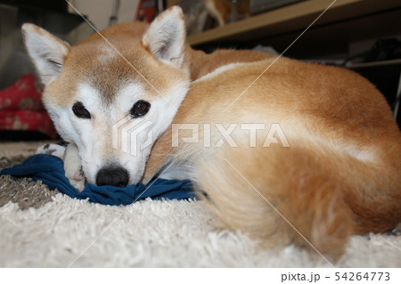 シニア犬の仲間入りの写真素材