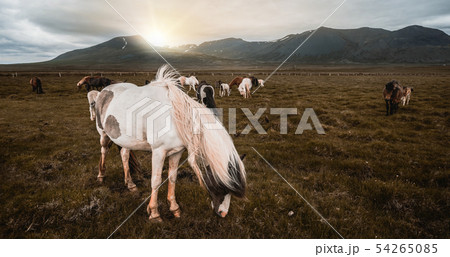 Icelandic horse in scenic nature of Iceland. Icelandic horse in scenic nature of Iceland. 54265085